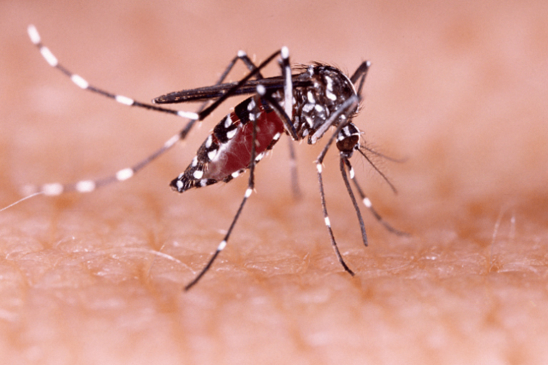 Dengue: murió una joven de 25 años que no tenía comorbilidades.