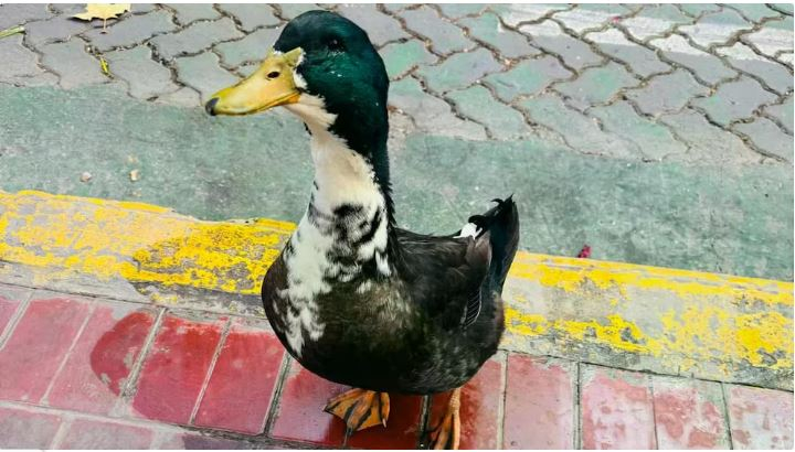 Denunciaron a un pato por atacar perros y vecinos juntan firmas para su regreso.