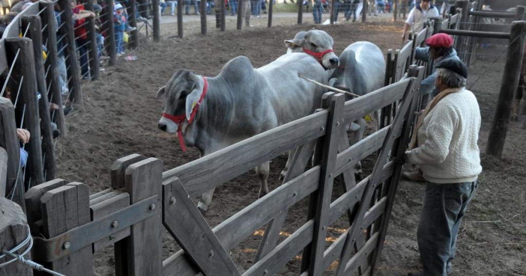 Solicitan prorrogar detenciones y no aparecen las vacas en Alberdi.