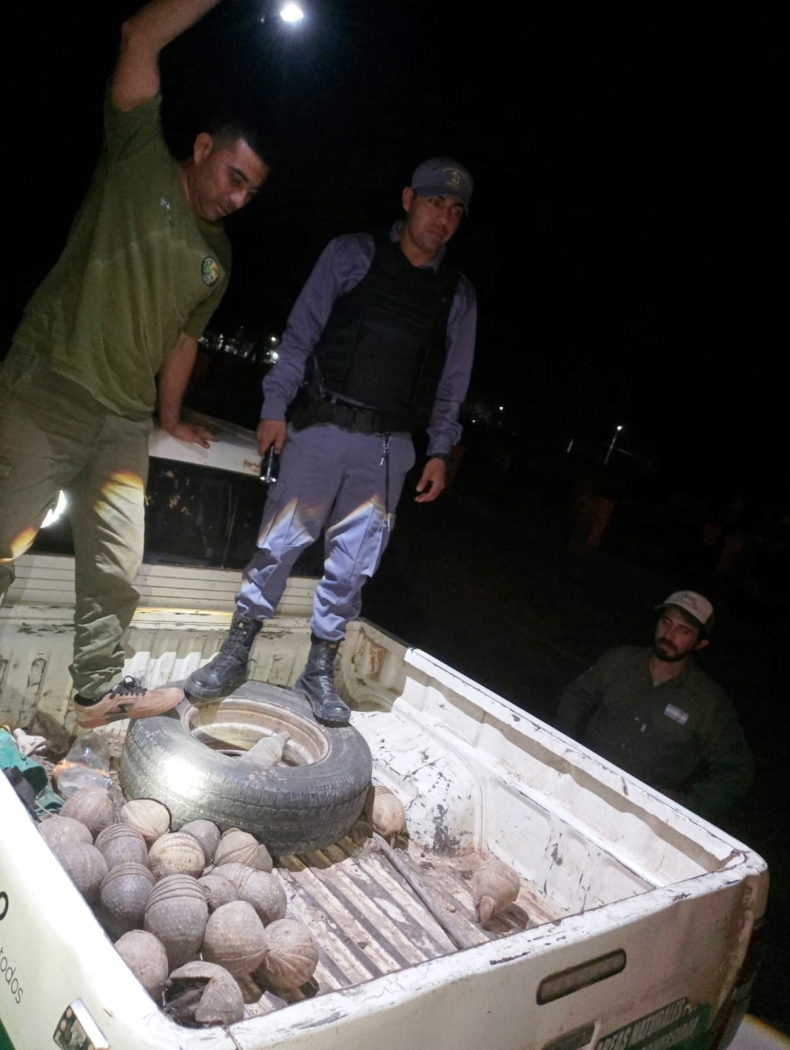 Cazadores furtivos huyeron del Parque Loro Hablador y abandonaron 23 quirquinchos bola.