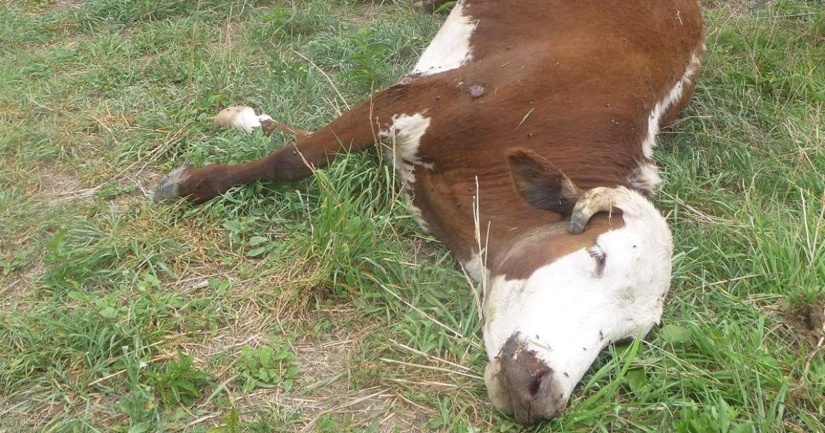 Golpe al abigeato: cayó el "Clan Cuéllar" mientras faenaba animales en el monte de Campo Gallo.