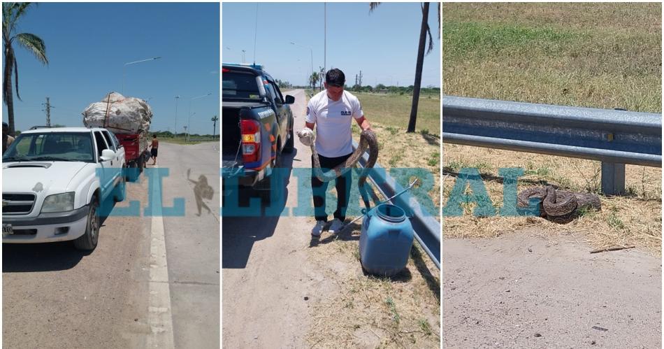 Rescatan a una lampalagua que se metió en el acoplado de una camioneta.