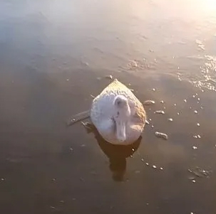 Corrientes: encontraron patos congelados en un tanque de agua en medio del frío polar