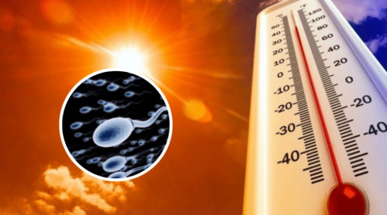 Revelan que las olas de calor reducen la fertilidad masculina