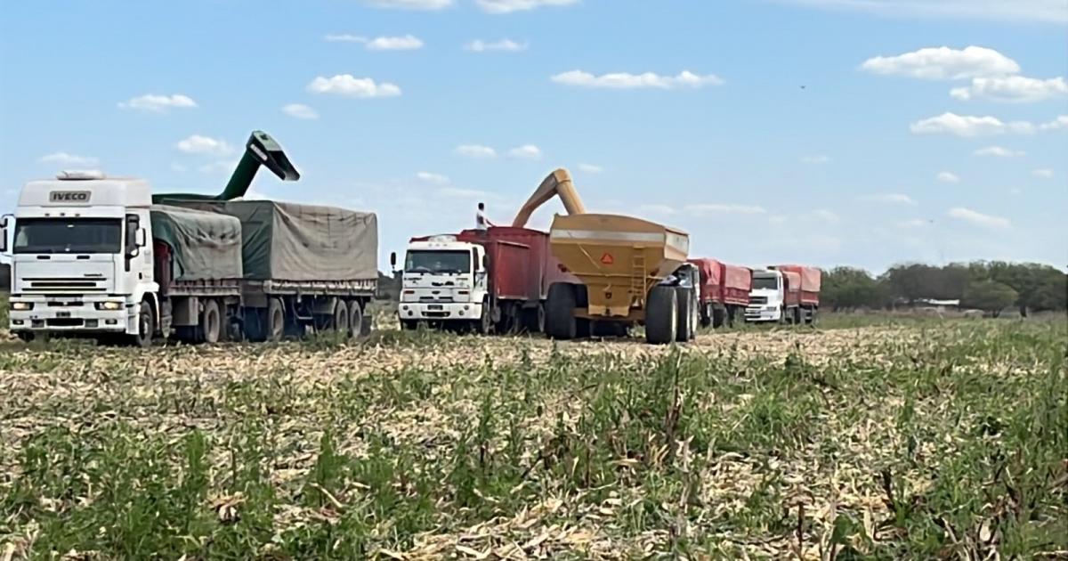 Desbaratan robo de 425 t de maíz valuadas en $ 223 M. del campo conocido como "Las Víboras"