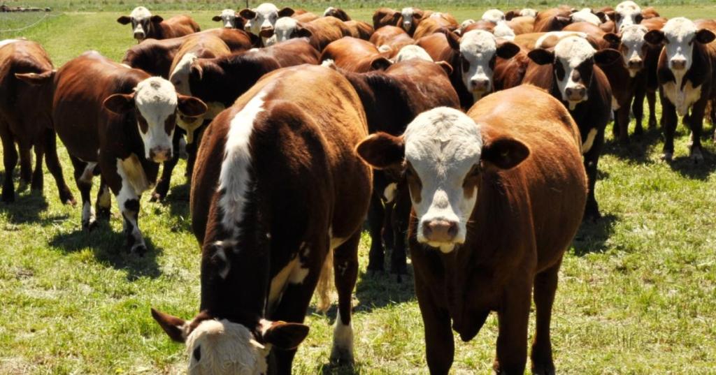 Ya son siete los detenidos por millonario robo de ganado en Campo El Pilar: cayó un nuevo integrante del pelotón de cuatreros.