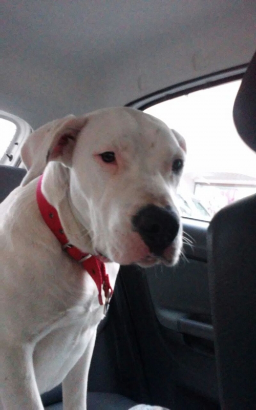 MOLLY BUSCA UN HOGAR