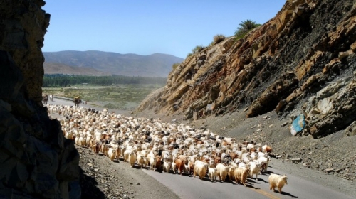 Neuquén: piden que la ley de trashumancia incluya la titularidad de tierras.
