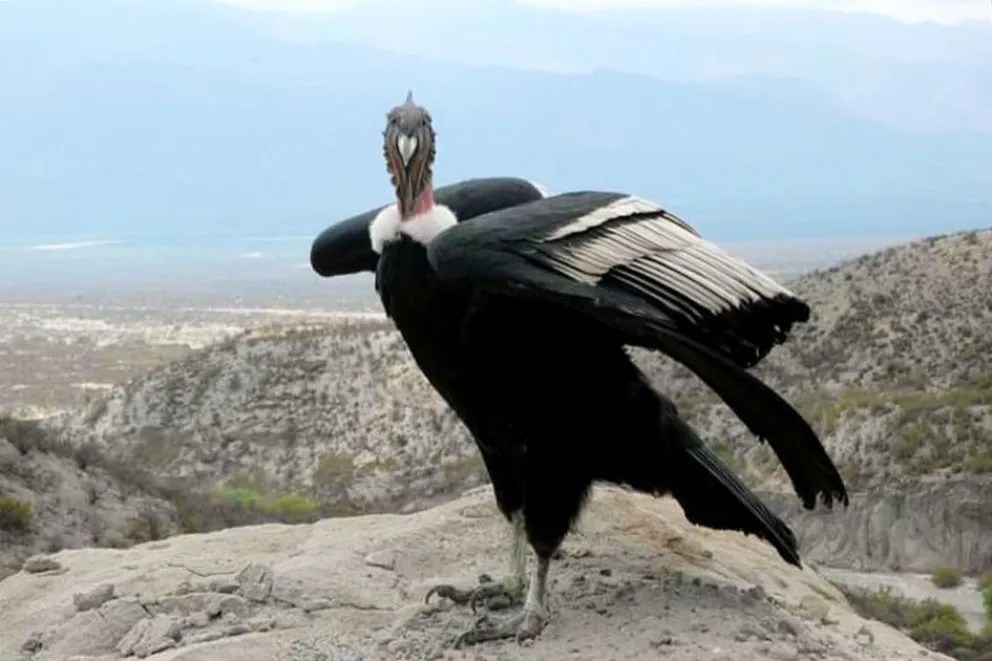 Avances clave para la conservación de una especie emblemática