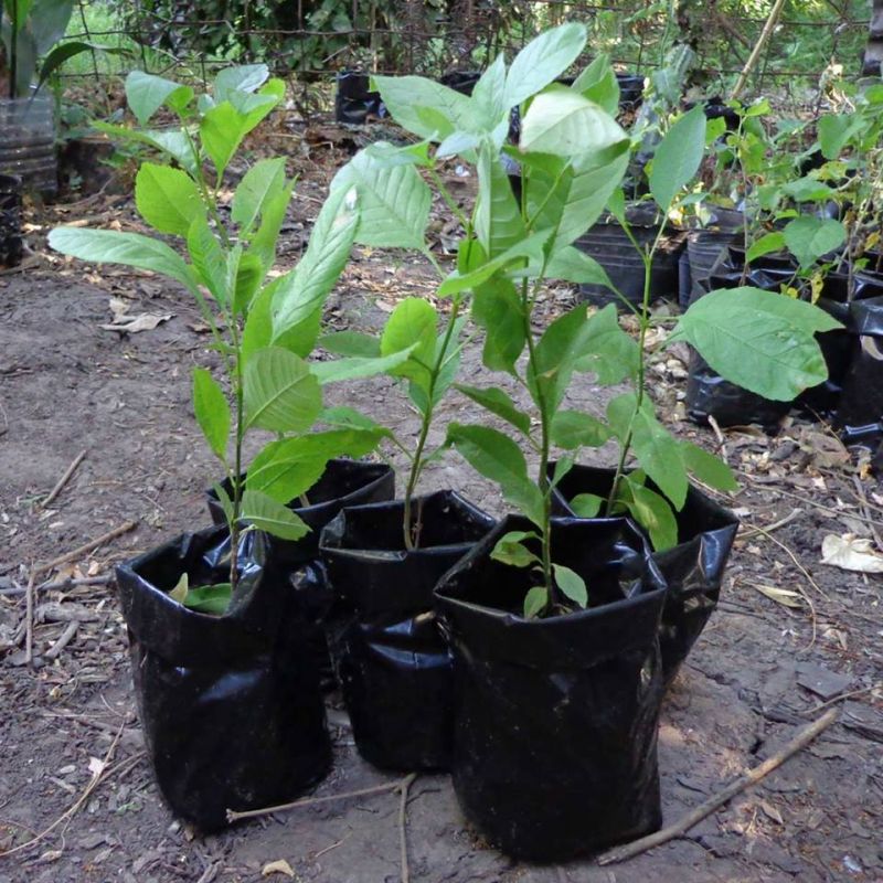 JVG: EL INTA DE LA CUIDAD TRABAJA CON OTRAS INSTITUCIONES EN EL PROYECTO: "UN ÁRBOL PARA MI VEREDA
