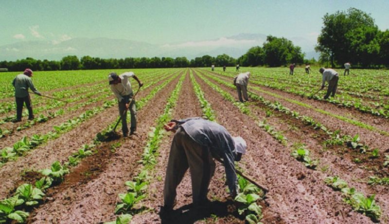 GENERAL PIZARRO : El intendente Pérez y productores hortícolasse reunirán este jueves