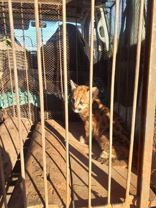La Reserva Nacional Pizarro colaboró con el rescate de un cachorro de puma