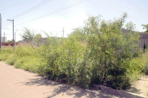 El municipio solicita a los propietarios de los terrenos baldíos a realizar de manera urgente su limpieza