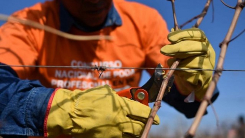 Se viene una nueva edición del concurso de Poda Profesional en Vid en Cafayate