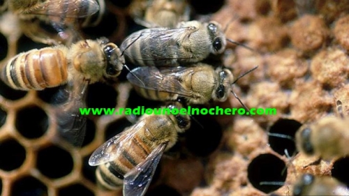 Tomas Young: Once personas atacadas por abejas