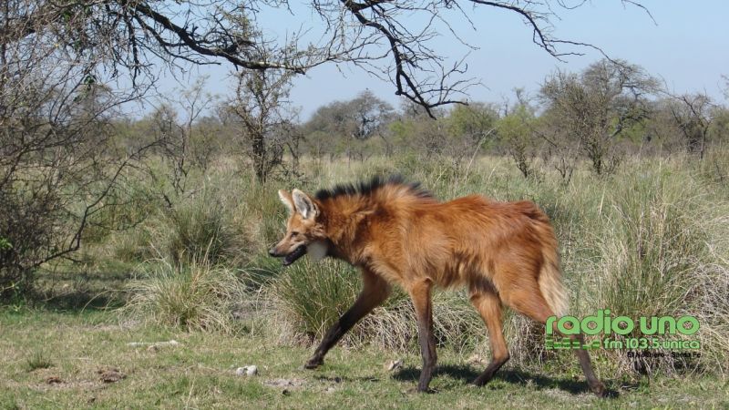 Presentan libro digital titulado “Fauna Silvestre en Los Bajos Submeridionales”
