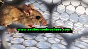 La Provincia brindó recomendaciones para prevenir el hantavirus