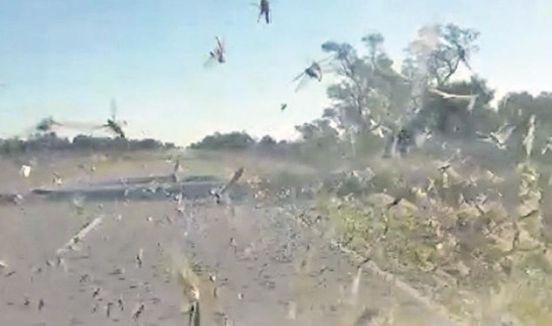 Santiago del Estero: Invasión de langostas