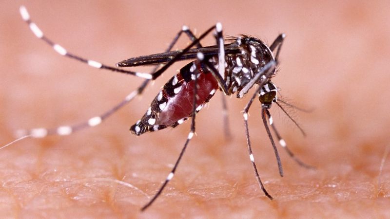 Vacuna contra el dengue: en 15 días podría estar disponible en las farmacias de Santa Fe