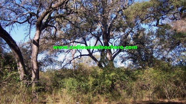 La Provincia asiste a productores en el aprovechamiento sustentable de bosques nativos