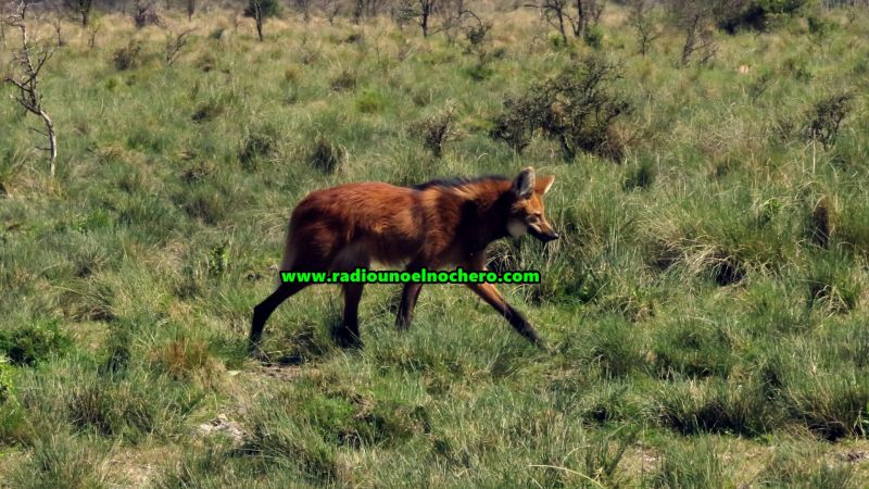 Liberaron un aguará guazú en la reserva Isleta Linda