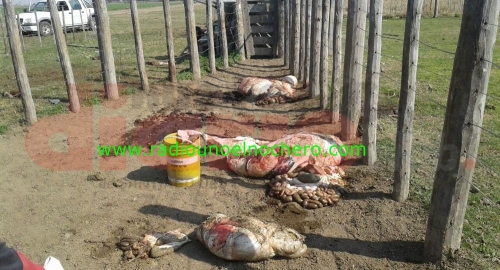 Santiago del Estero: Cuatreros le faenaron cinco vacas en su propio campo
