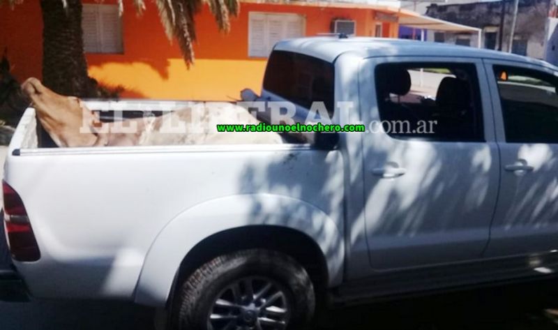Añatuya: Trasladaban una vaca viva en la caja de una camioneta