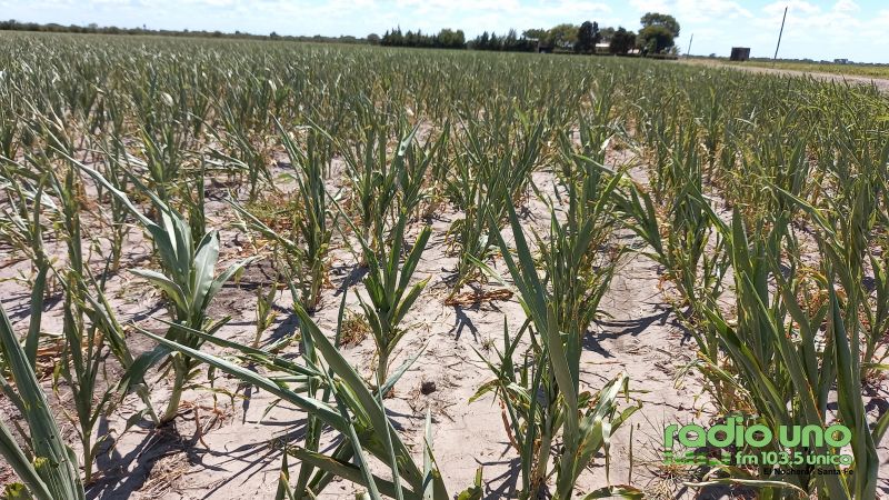 Santa Fe: Otorgan créditos a productores afectados por la sequía