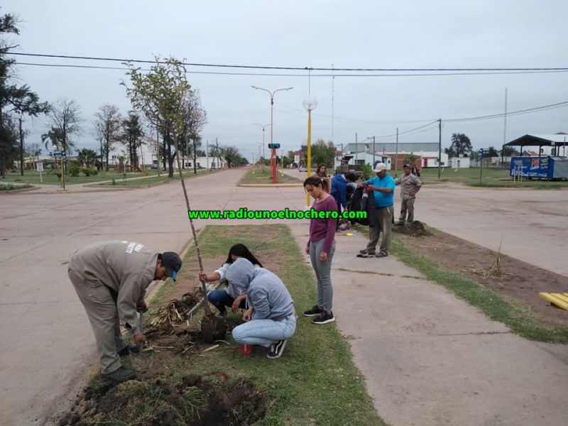 Villa Minetti: Colocan plantas en diferentes sectores públicos