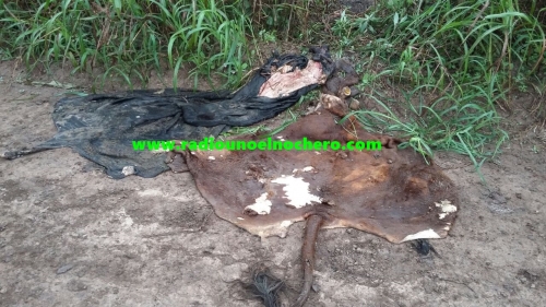 San Bernardo: Investigan faena clandestina de vacunos tras encontrar cueros