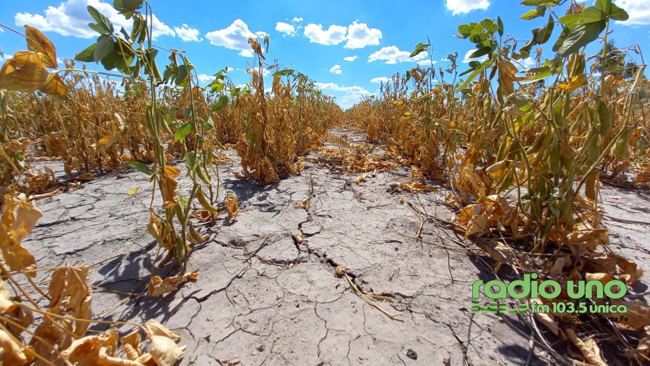 Prorrogan la emergencia agropecuaria por sequía en el territorio santafesino