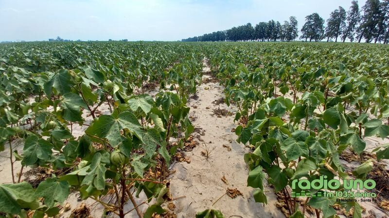 Santa Fe: Extienden hasta el 15 de abril para presentar las declaraciones juradas por la emergencia agropecuaria