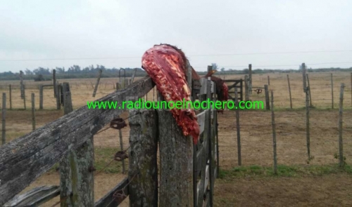 Ganaderos de Tostado devastados por sucesivos hechos delictivos
