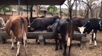 Santa Sylvina: Recuperan 115 animales vacunos robados la zona rural