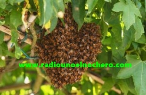 La Cigüeña: Murió un hombre atacado por abejas