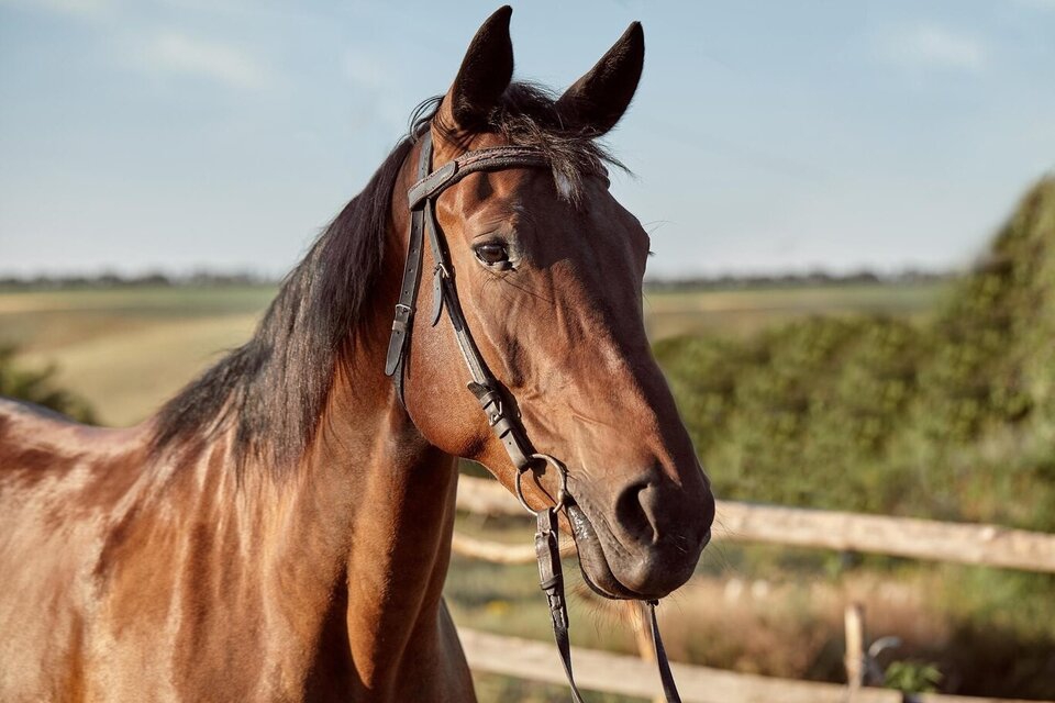Se confirmó un caso humano de Encefalitis Equina del Oeste en la provincia de Santa Fe