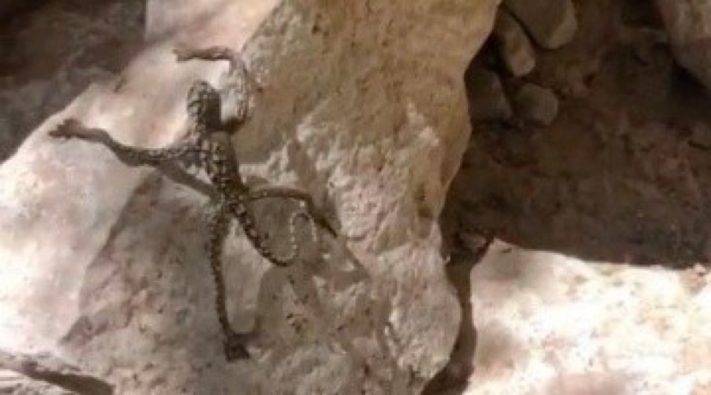 Furor en Tik Tok por el video de un lagarto "humano": es impactante