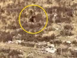 El perturbador video en el que aseguran haber divisado a Pie Grande en Estados Unidos