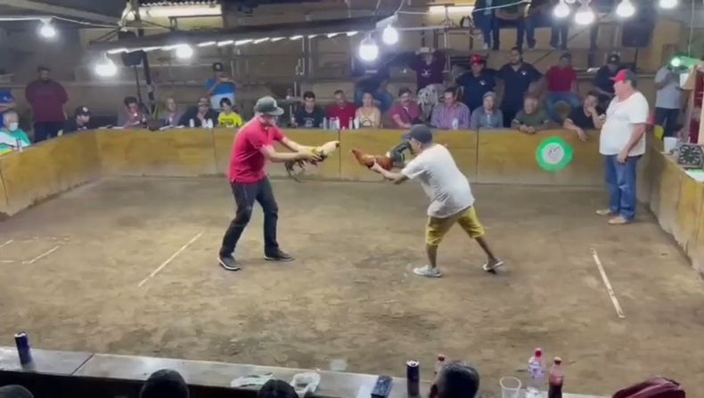 un ave atacó a su dueño durante una pelea de gallos y lo dejó en grave estado