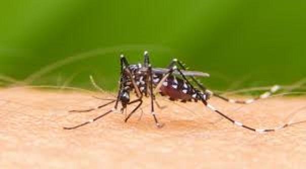 EL DENGUE EN JVG