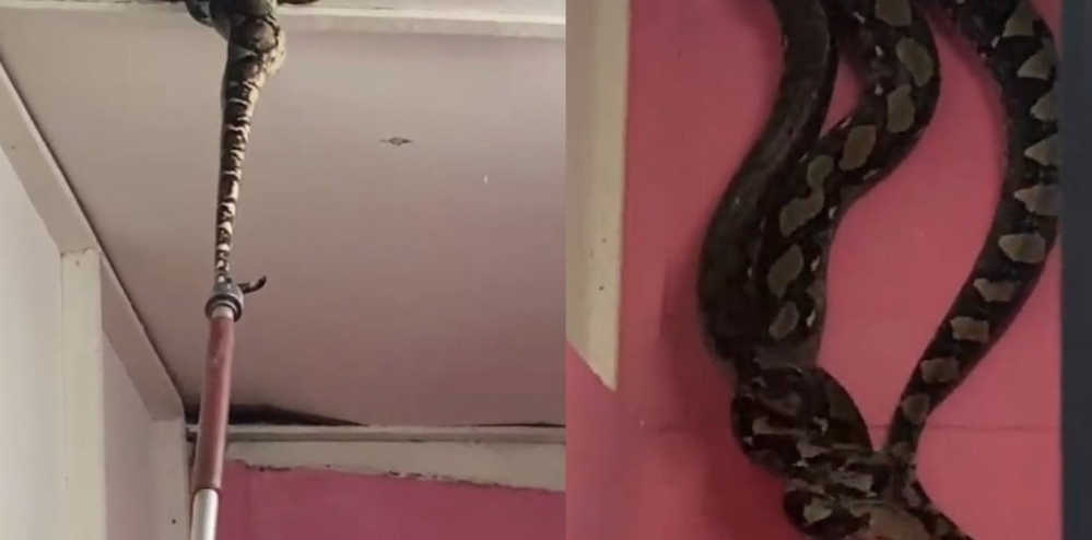 VIDEO: Dos pitones gigantes que se apareaban destruyeron el techo de una casa