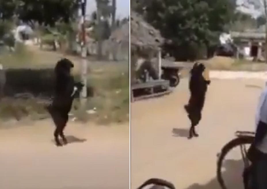 Perturbador: una cabra "endemoniada" entró caminando en dos patas a un pueblo
