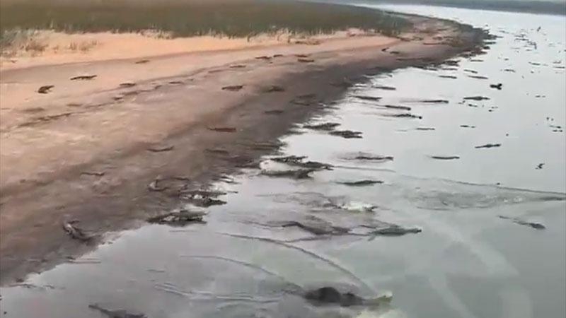 Impresionantes imágenes gran cantidad de yacarés huyendo del fuego hacia el río
