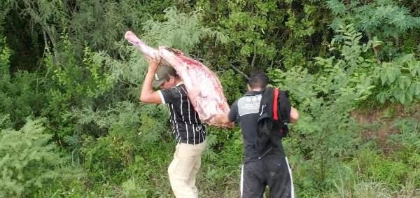 Tras el accidente en ruta 9, la gente se roba la carne que cayó en la banquina