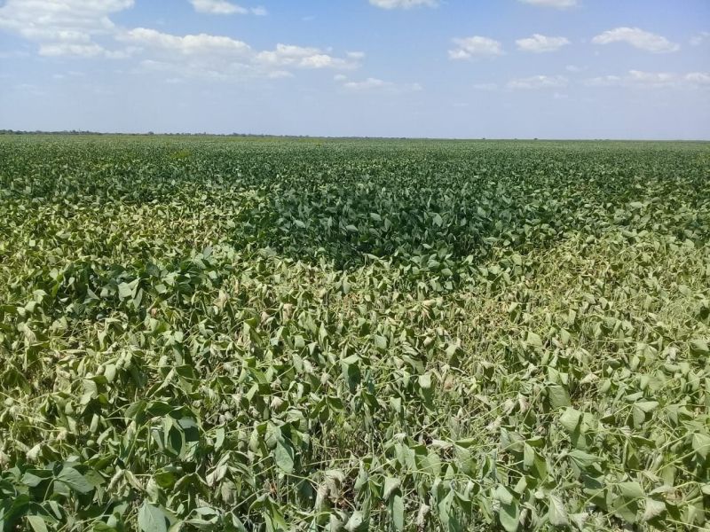 CRISIS AGRARIA :Por la sequía, el agro salteño está a días de un desastre