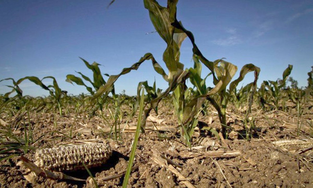 La Provincia espera una reducción del 30 por ciento en la producción agrícola por la sequía