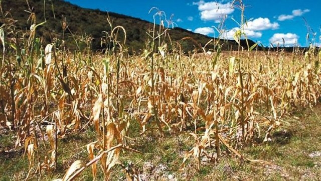Tucumán perdió casi la mitad de la cosecha
