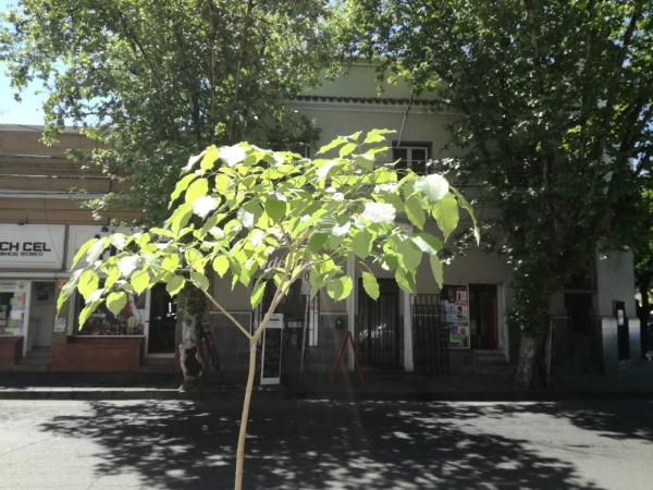 Jornada ambiental por la paz El miércoles se realizará una plantación y un seminario junto al “Club Shalom”