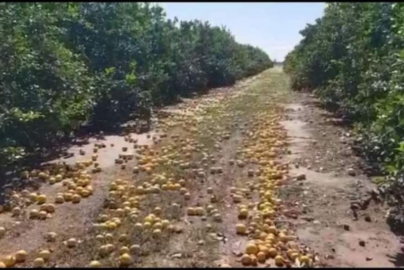 Productor salteño decidió tirar toda la cosecha de limón por los costos elevados