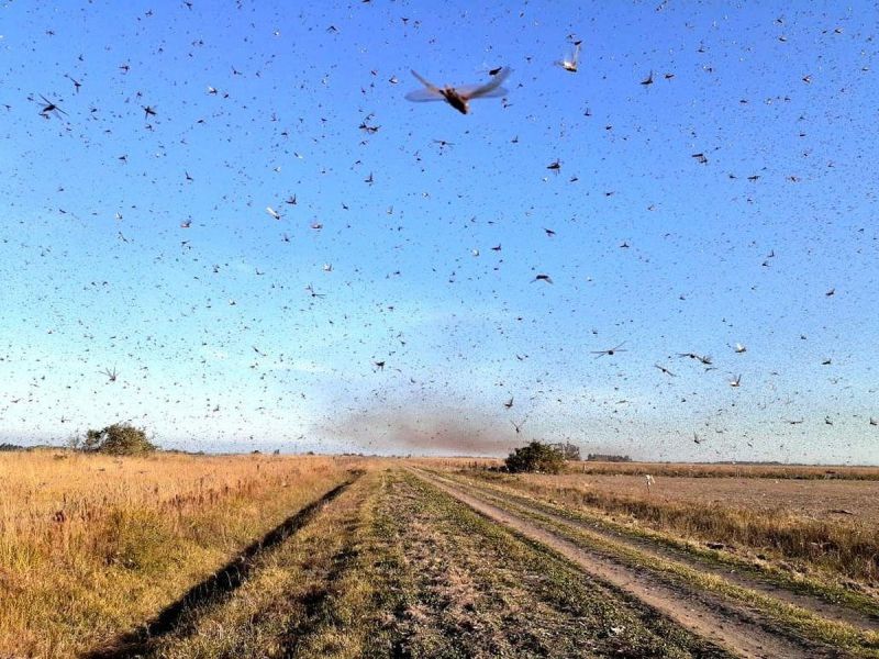 Preocupan las langostas entre Anta, Metán y Rosario de la Frontera